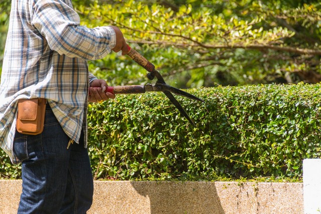 Garden Maintenance Tooting, SW17